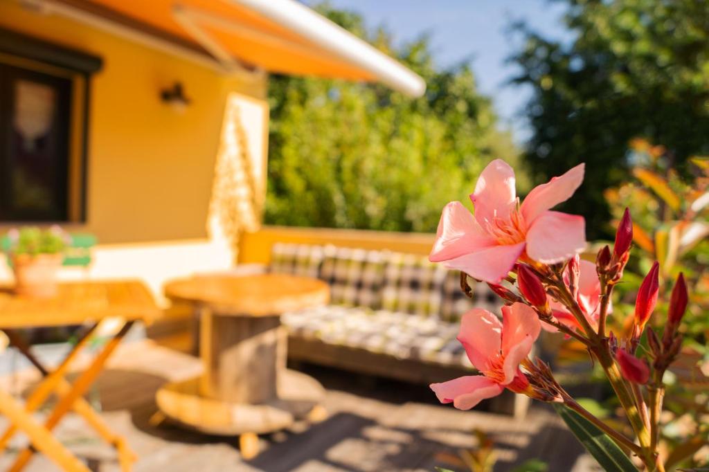 un fiore rosa di fronte a una panchina e a un tavolo di Apartment Sonnenschein a Weimar