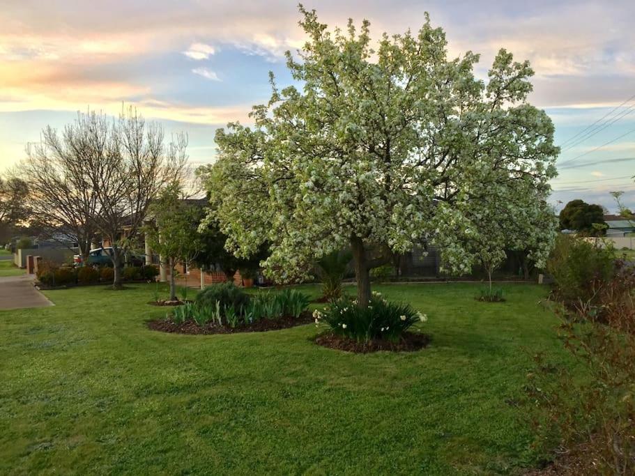 un árbol en medio de un patio con flores en Bird Abode, en Maryborough