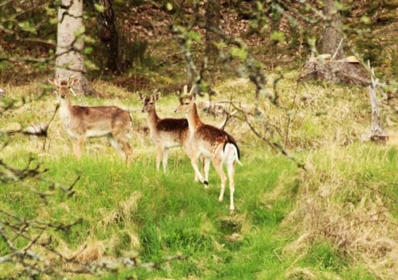 a group of deer standing in a field of grass at Istrup gammel skole in Bedsted Thy