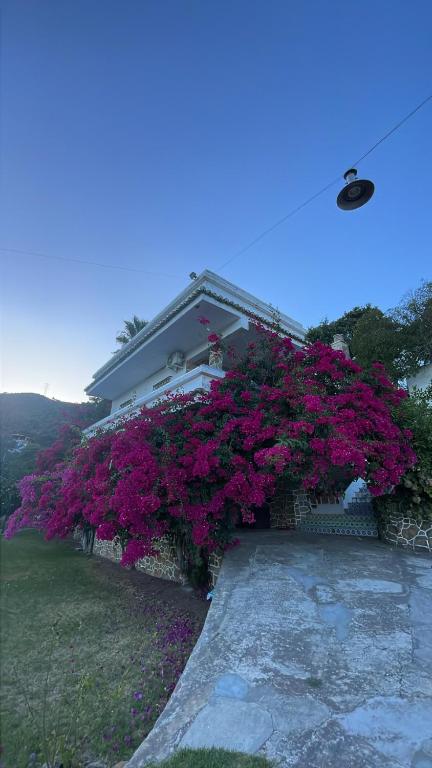 Zahrada ubytování Villa Marver