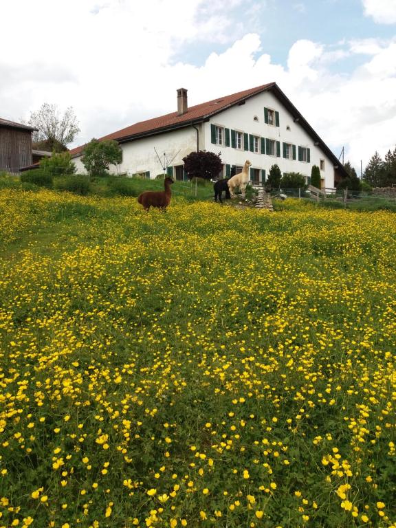 Zahrada ubytování Ferme O'Clés