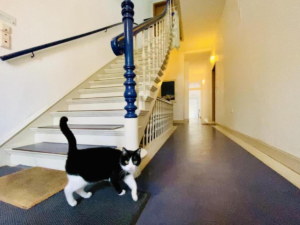 um gato preto e branco a descer uma escada em Haus Louise/Schwalbennest em Warnemünde