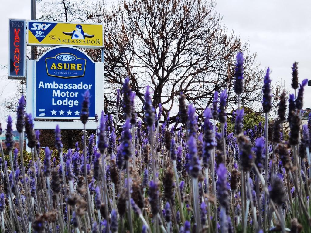 ASURE Ambassador Motor Lodge - Resim 22