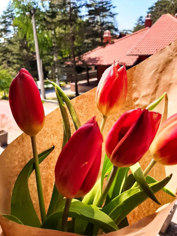 Fotografija u galeriji objekta Apartman TRAG Divčibare na Divčibaru