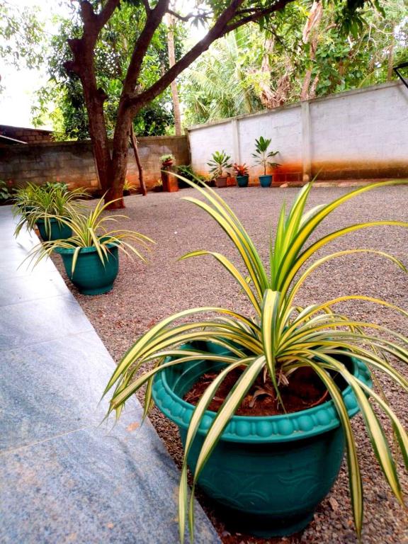 Zahrada ubytování Lion Home Stay Anuradhapura