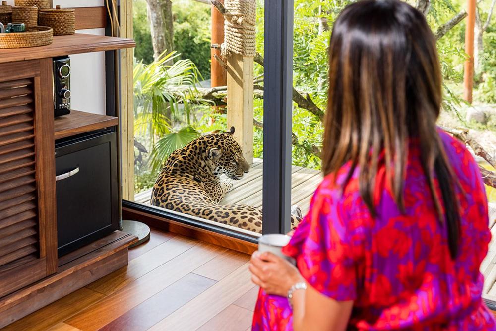 une femme qui regarde un jaguar assis sur une terrasse couverte dans l'établissement Parrot World - Les Lodges, à Crécy-la-Chapelle