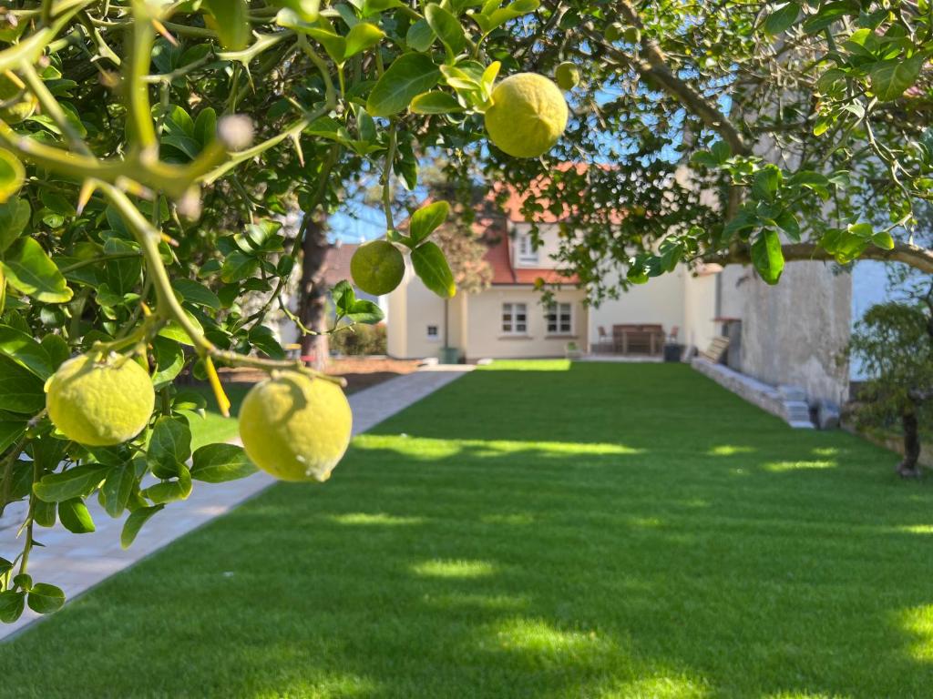 einen Garten mit einem Zitronenbaum vor einem Haus in der Unterkunft Das "Sommerhaus" in Bingen am Rhein in Bingen am Rhein