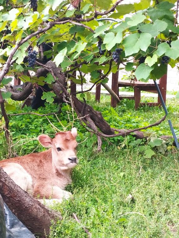 Animals al bed and breakfast o a prop