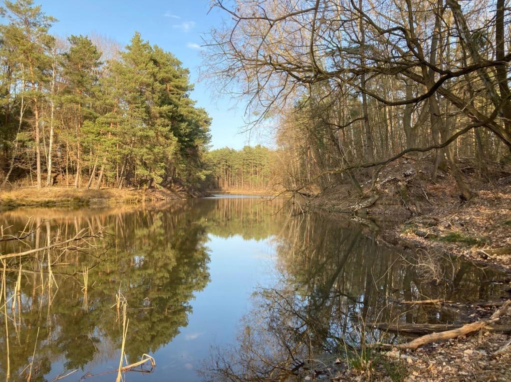 Blick auf einen Fluss mit Bäumen im Hintergrund in der Unterkunft Bungalow im Wald am See - Biberspur in Zieko