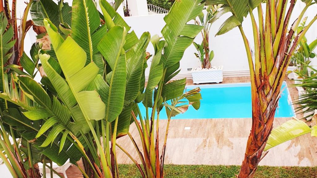 a group of plants in front of a pool at Maison plain-pied avec piscine chauffée in Tunis