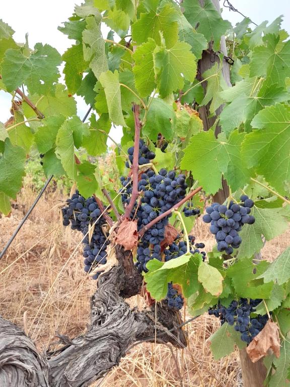 Un jardín fuera de La pause sous le pin B&B Chambres d'hôtes