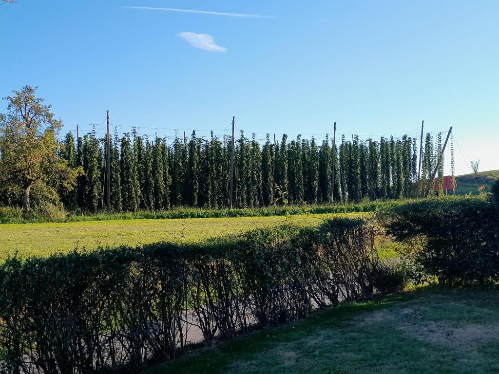 a field with a line of trees in the background at FeWo Stauber in Amtzell