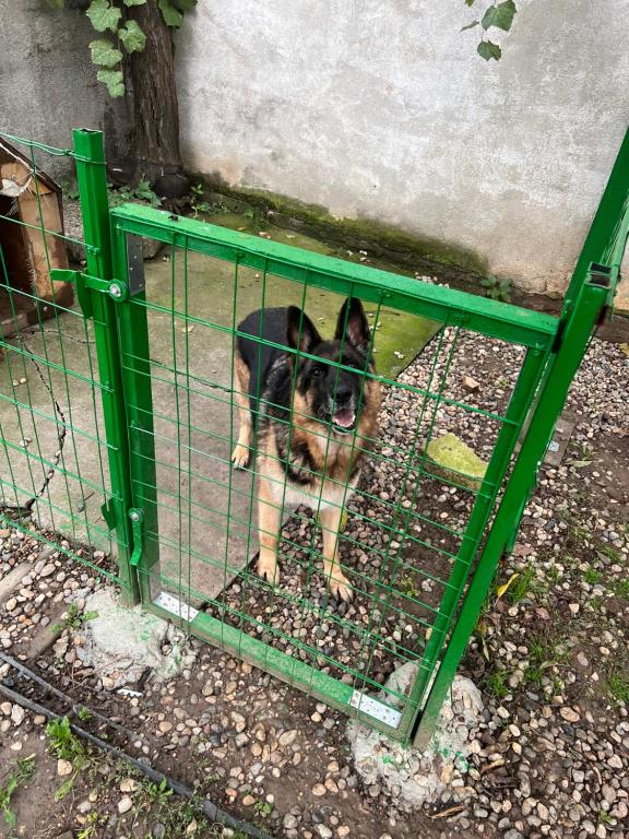 Domácí mazlíčci ubytovaní s hosty v ubytování CASA DON