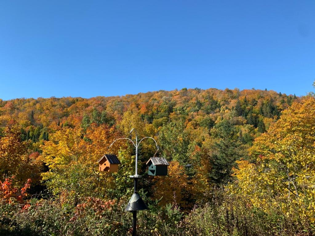 a couple of cabins on a street light in a forest at Loft Nature Laurentides in Val-des-Lacs