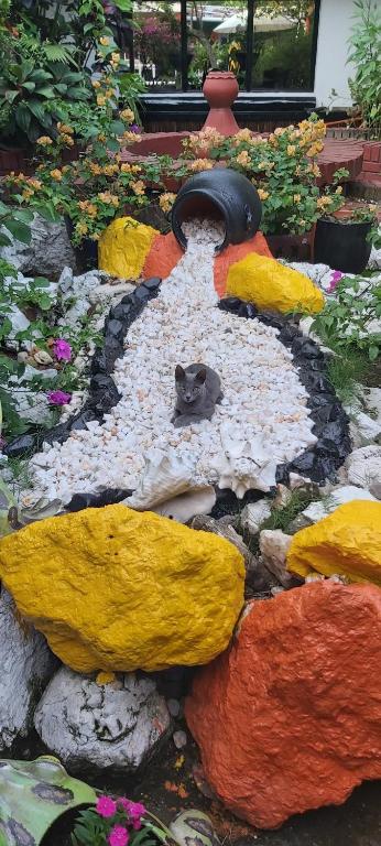 un gatto seduto sopra un campo di fiori di Hotel Sol y Mar a Curumaní