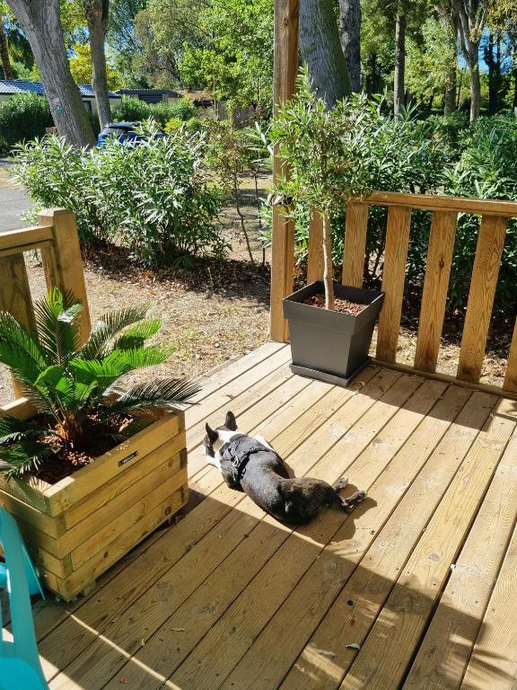 a cat laying on a wooden deck with a potted plant at Mobile home De Luxe St Cyprien in Saint-Cyprien