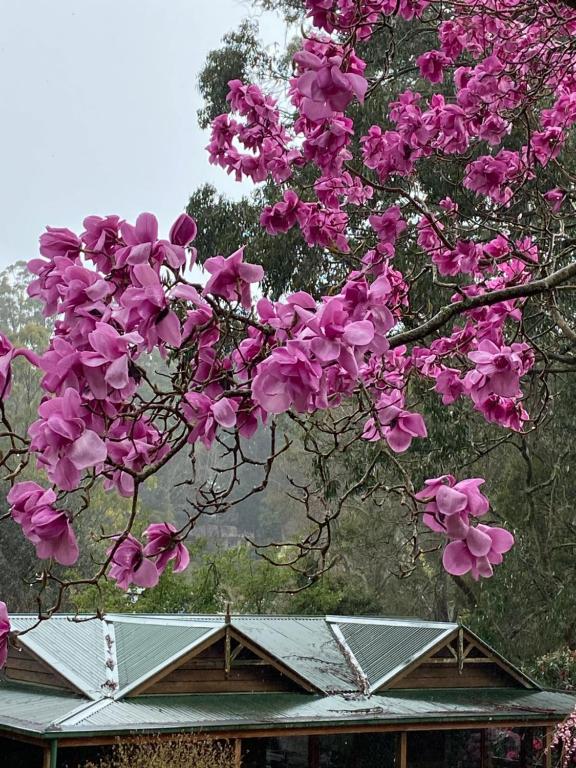 Olinda – Photos 1