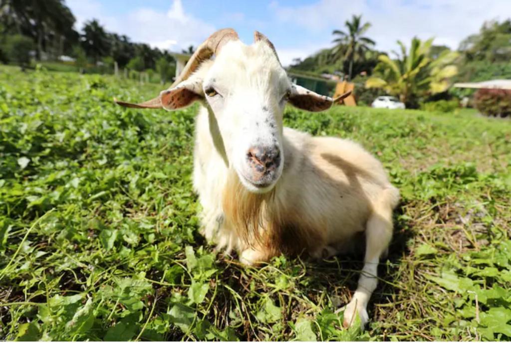 a goat laying in the grass in a field at JO's Farmstay-charming holiday farm close to famous Muri Beach in Rarotonga