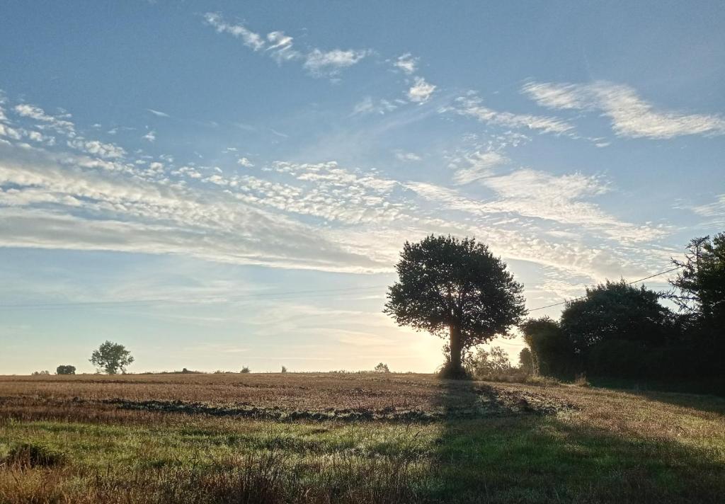 Ein Baum mitten auf einem Feld in der Unterkunft Au Mont & Merveilles in Sartilly