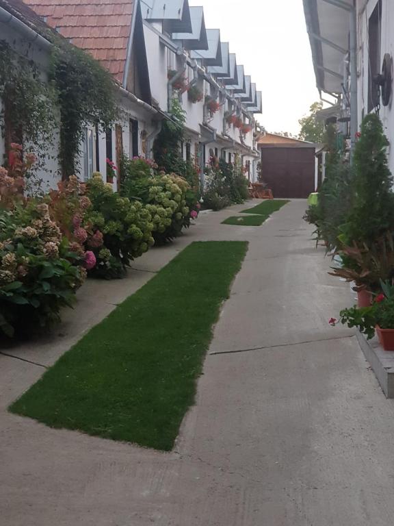 ラシュノフにあるPensiunea Casa Munteanu Râșnovの並木道