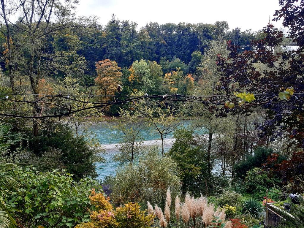 ein Fluss mitten im Wald in der Unterkunft Aareggli in Bern