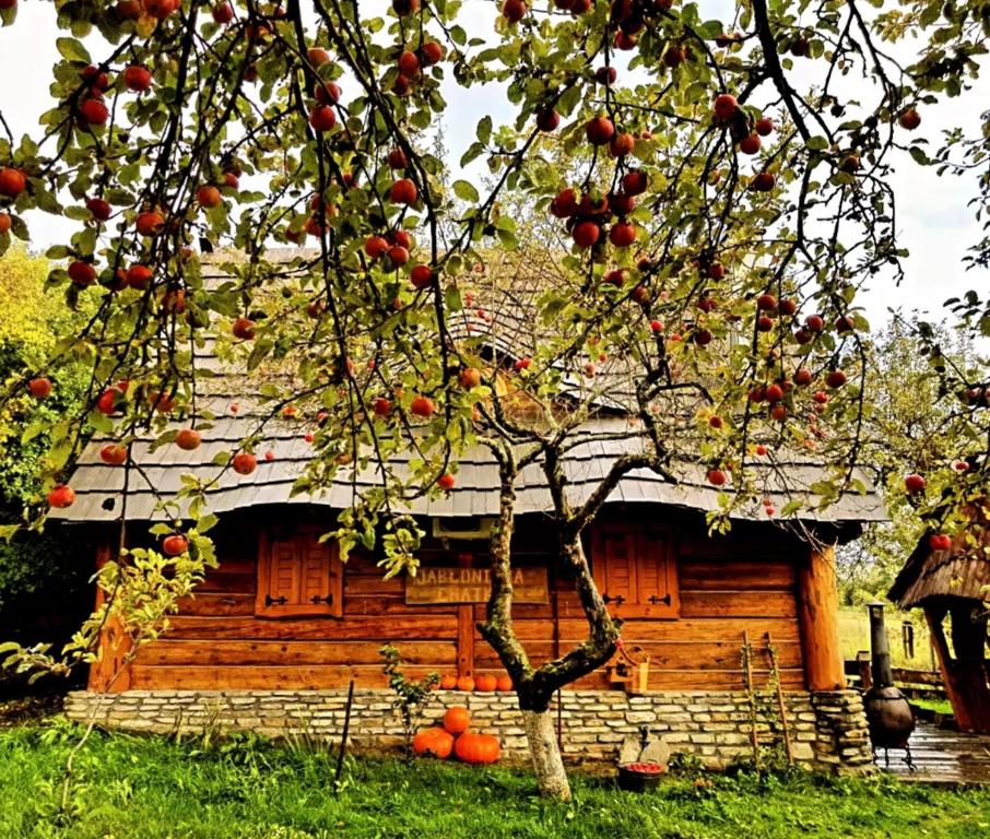 una cabaña de madera con manzanas en las ramas de un árbol en Jabłoniowa Chatka, en Kalwaria Pacławska