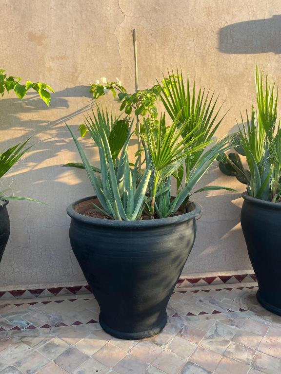Zahrada ubytování Riad Basidi piscine chauffée sur le toit de la médina