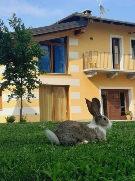 a rabbit sitting in the grass in front of a house at Agriturismo Fior Di Campo in Dronero