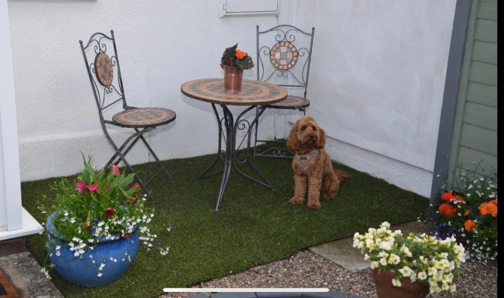 a dog sitting on the grass next to a table and chairs at Cottage in Worcestershire in Evesham