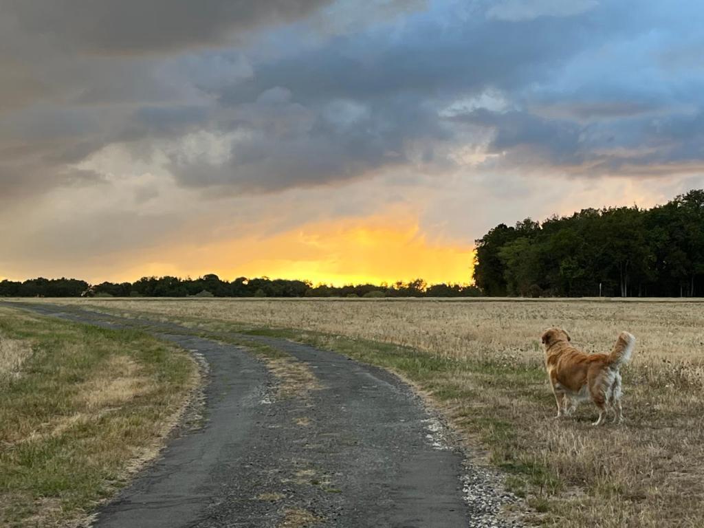 a dog standing on the side of a dirt road at Les gîtes de La Pellerie - 2 piscines &amp; spa Jacuzzi - Touraine - 3 gîtes - familial, calme, campagne in Saint-Branchs