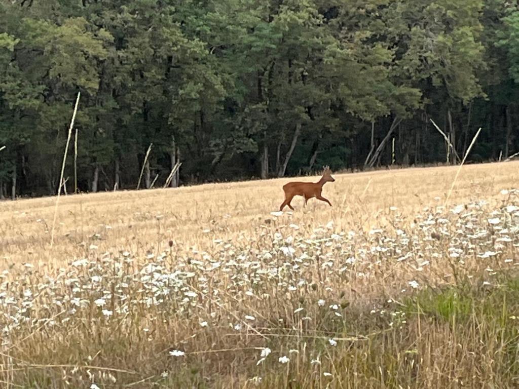 a deer running through a field of flowers at Les gîtes de La Pellerie - 2 piscines &amp; spa Jacuzzi - Touraine - 3 gîtes - familial, calme, campagne in Saint-Branchs