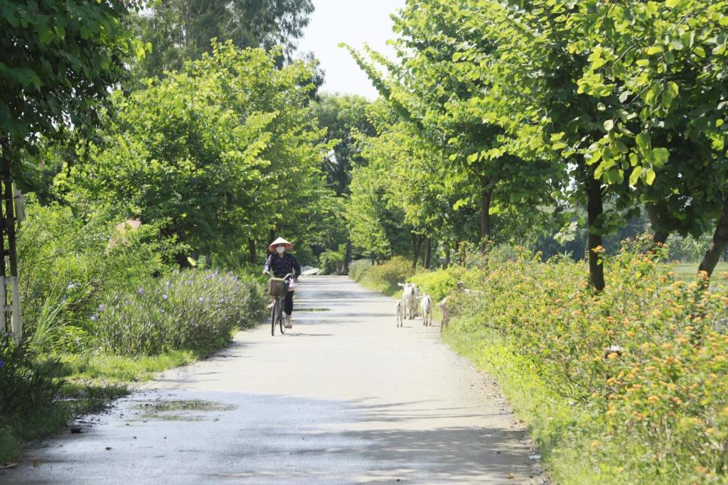 Tam Coc Viet Ha Homestay - 7