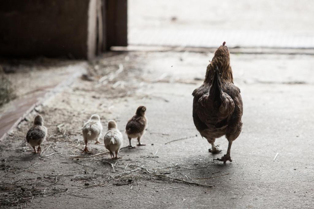 Zvieratá na farme alebo blízkom okolí