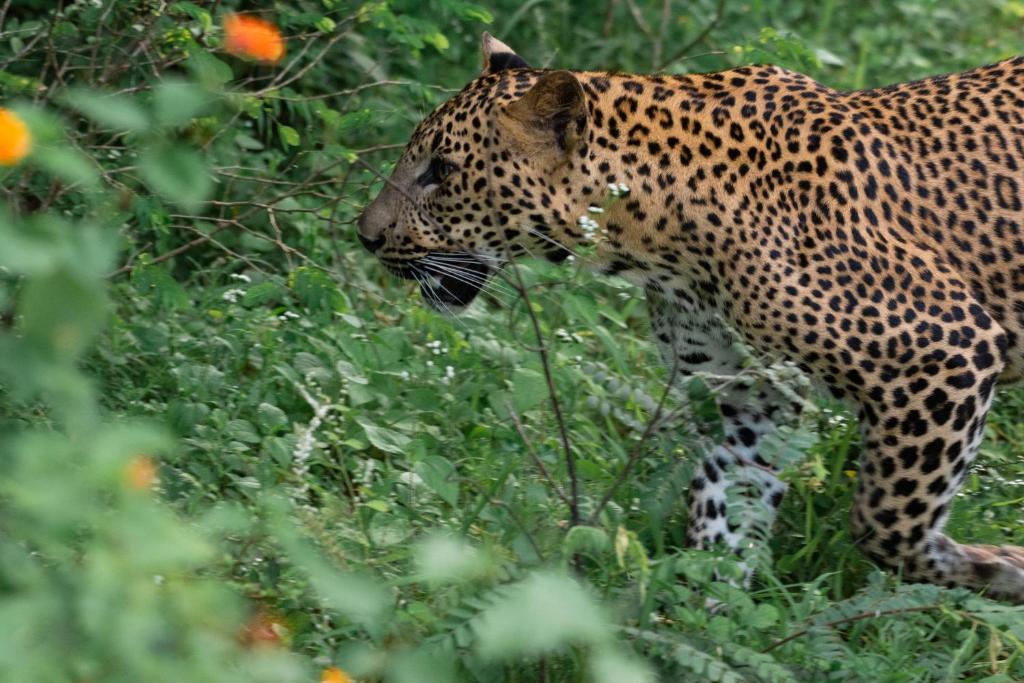 Funky Leopard Safari Lodge Bordering Yala National Park, Kataragama –  Updated 2023 Prices