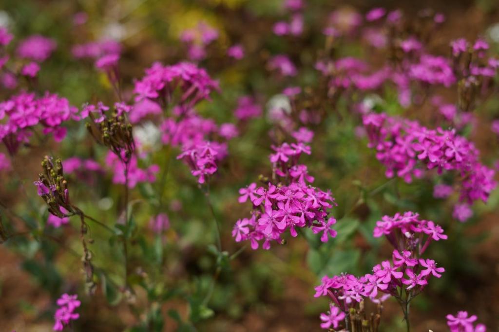 The Edgware Cabana - 7