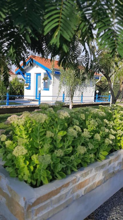 a bed of green plants in front of a house at Complex Turistic Essenza in Murighiol