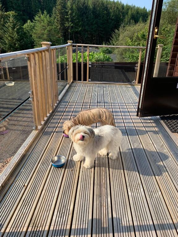 Domácí mazlíčci ubytovaní s hosty v ubytování Corrie Lodge, Glendevon