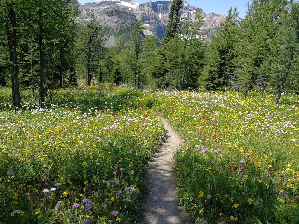 Sunny Tranquil Woods Turret in Falcon Crest Lodge - Resim 32