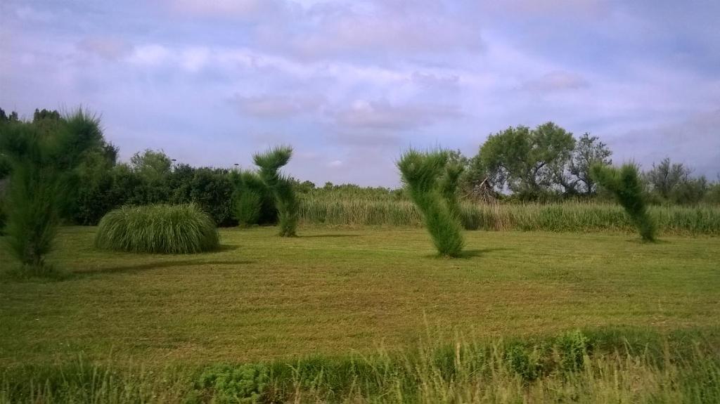 a field with trees in the middle of a field at les papyrus avec draps in Arles