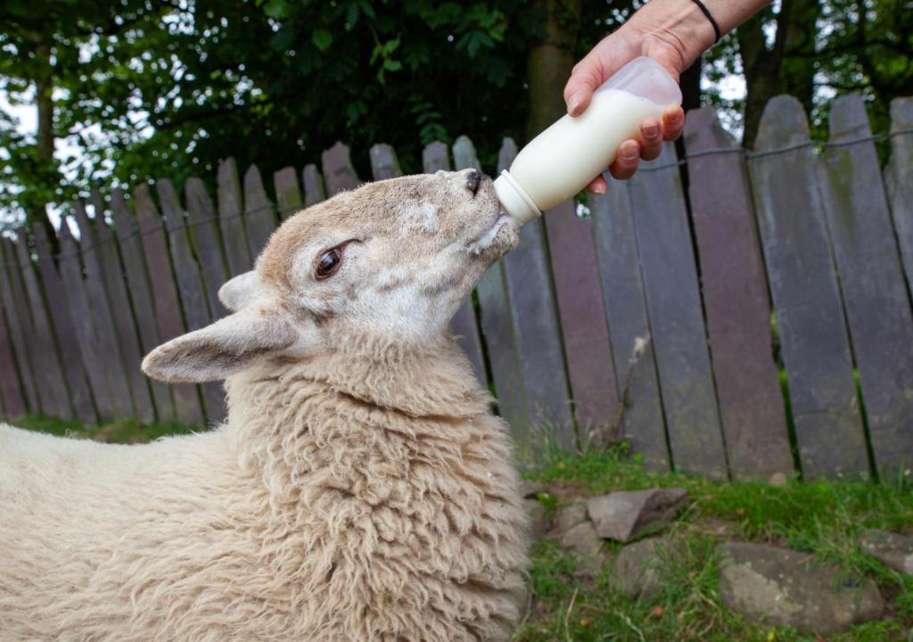 a person feeding a baby lamb from a bottle at Hen Dy in Bangor