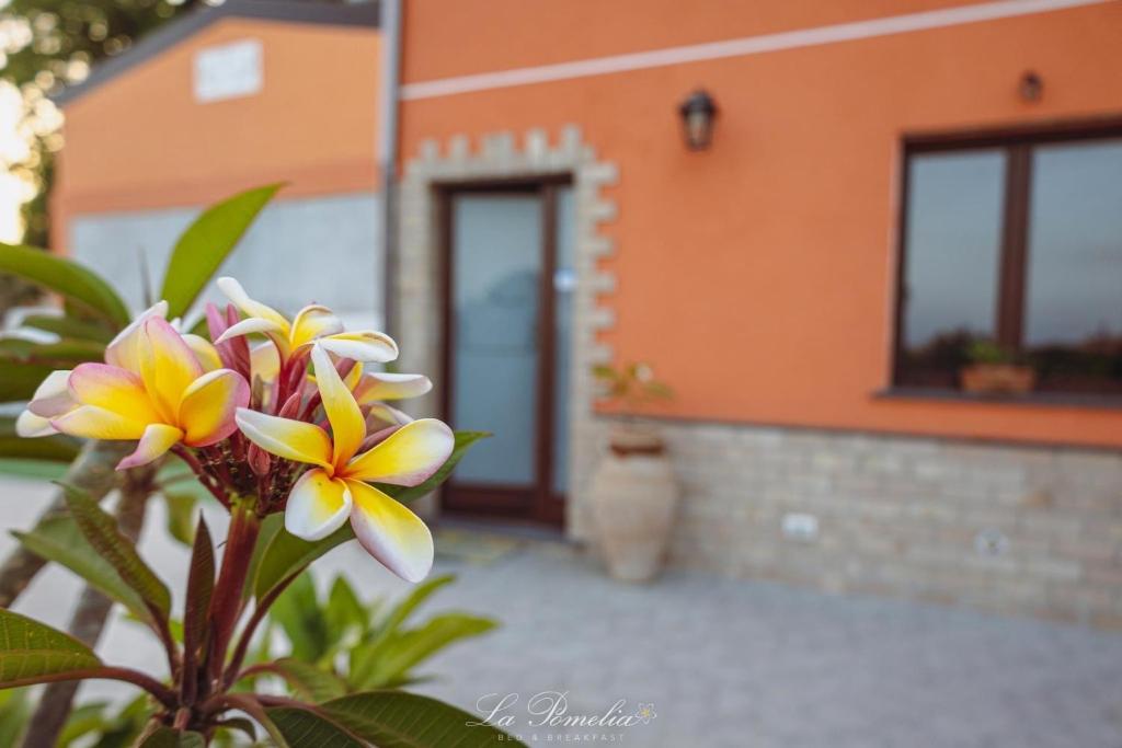 uma planta com flores amarelas e brancas em frente a uma casa em La Pomelia B&b Sofia em Trappitello