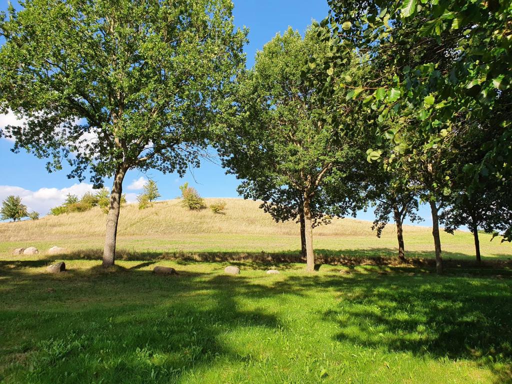 a group of trees in a grass field at Hus Bruderreck in Klein Vielen