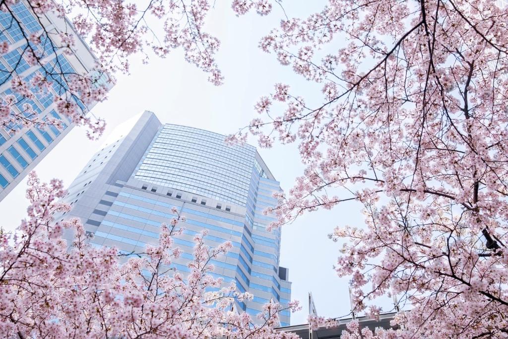 東京的住宿－東京品川詩穎洲際酒店，一座高大的建筑,前面有粉红的樱花树