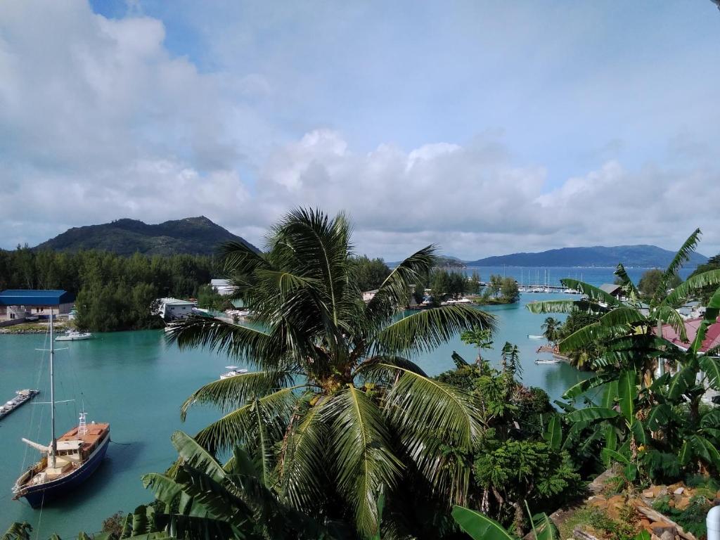 uma palmeira ao lado de um corpo de água com barcos em Belle Rose Vue guest house em Baie Sainte Anne