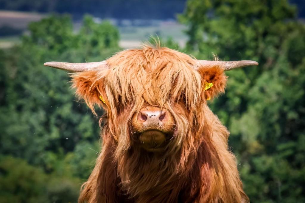 a cow with long hair looking at the camera at The Nest Tiny Home Mt Irvine in Mount Irvine