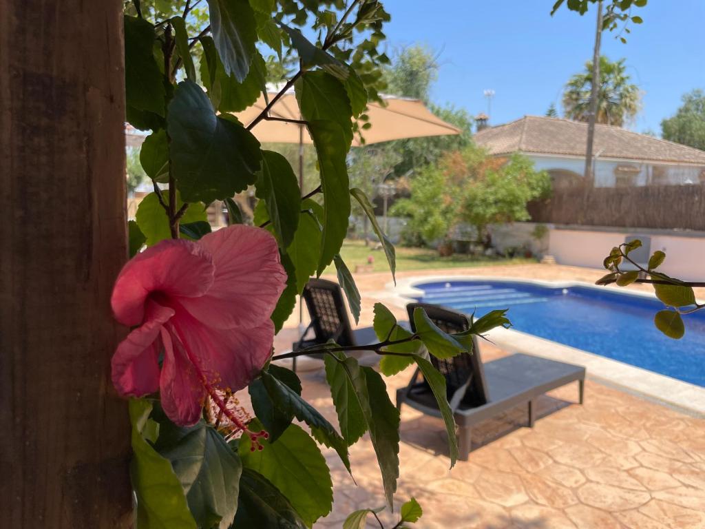 una pianta con un fiore rosa accanto a una piscina di casa de vicky a El Puerto de Santa María