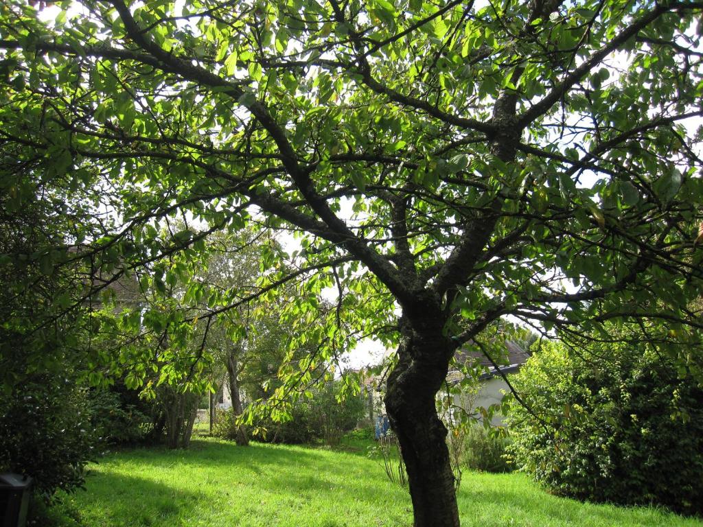 un árbol en un campo con césped verde en Maison avec grand jardin pour 15 couchages en Normandie, en Cairon