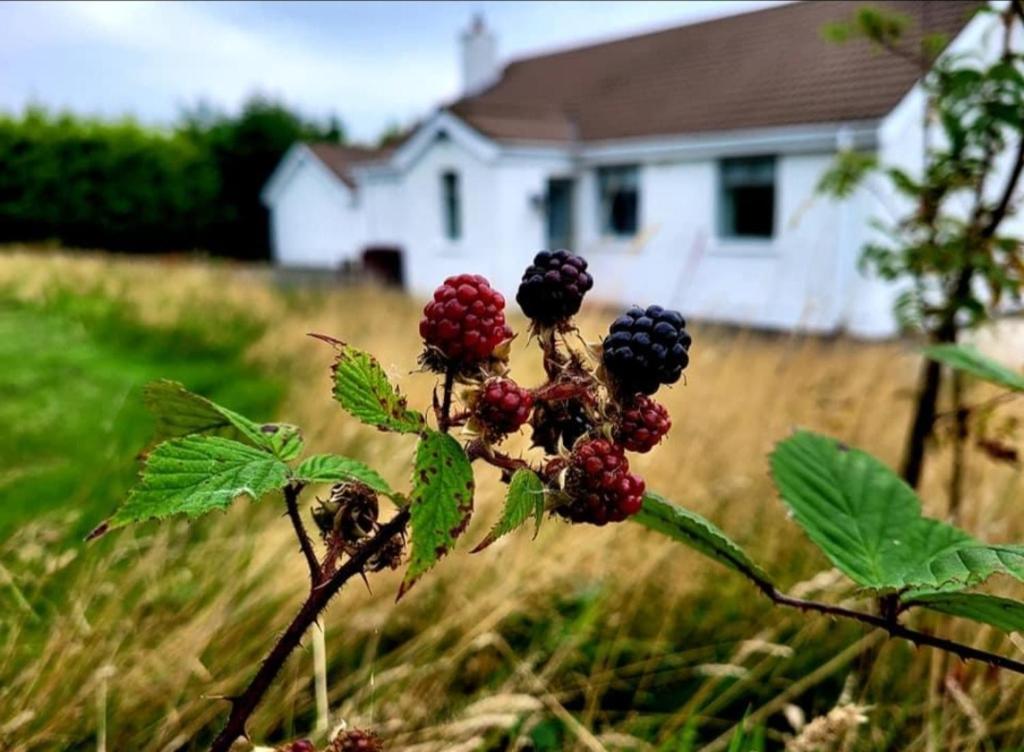 a bunch of berries on a plant in front of a house at Cathleen's Cottage in Newry