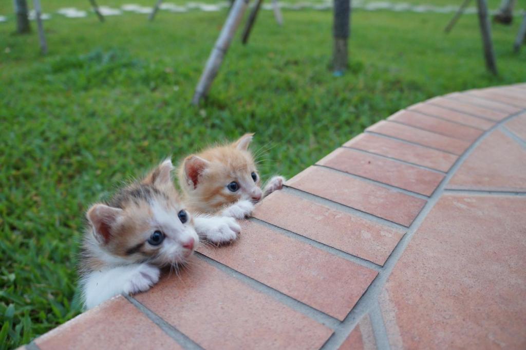 two kittens are sitting on a table at 微笑58民宿 Smile 58 B&amp;B in Puli