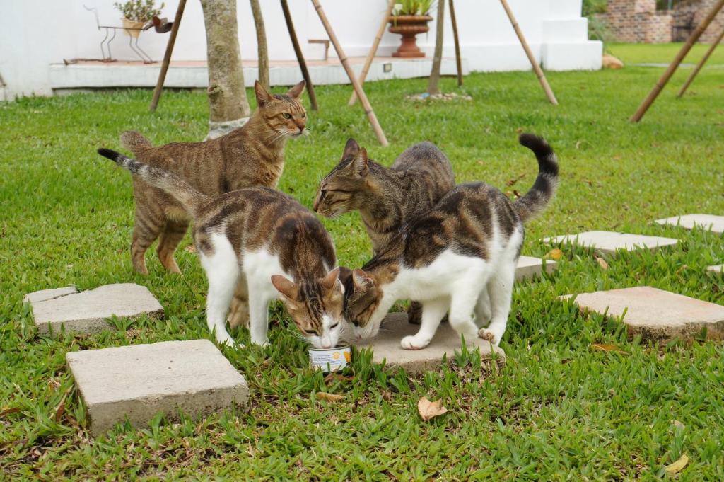 a group of four cats eating food from a bowl at 微笑58民宿 Smile 58 B&amp;B in Puli